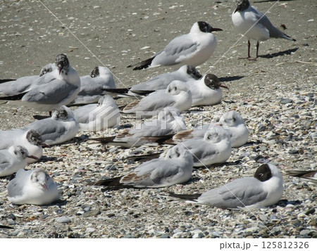 もう直ぐ帰る検見川浜の渡り鳥ユリカモメ もう直ぐ帰る検見川浜の渡り鳥ユリカモメ 125812326