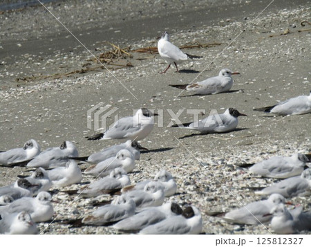 もう直ぐ帰る検見川浜の渡り鳥ユリカモメ 125812327