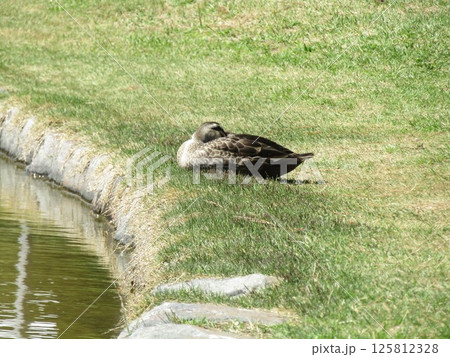 浜ノ池の昼寝をしているカルガモ 125812328