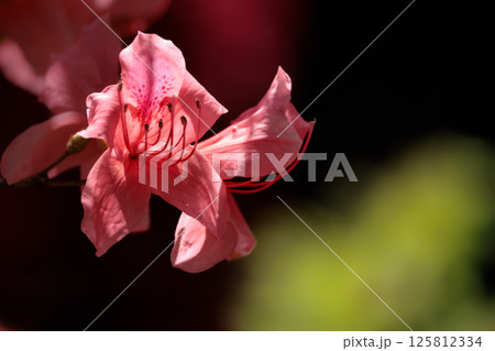 春の日差しを受けて色とりどりに咲き誇るツツジの花たち 春の日差しを受けて色とりどりに咲き誇るツツジの花たち 125812334