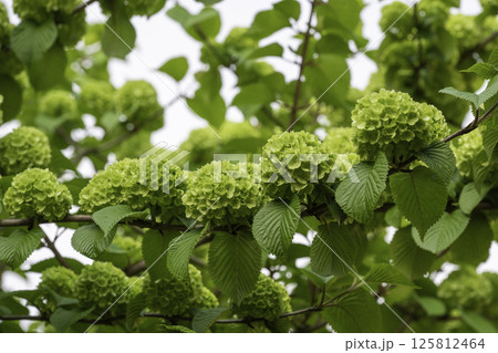 目に優しいオオデマリ1 目に優しいオオデマリ1 125812464