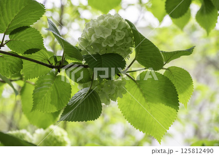 目に優しいオオデマリ26 125812490