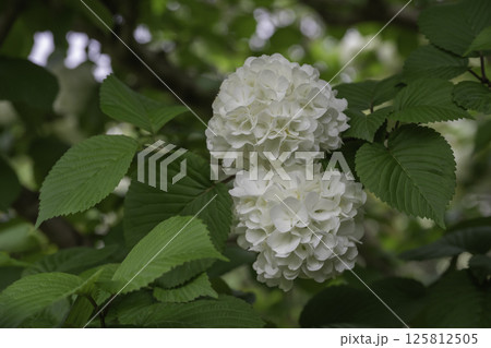 目に優しいオオデマリ41 目に優しいオオデマリ41 125812505