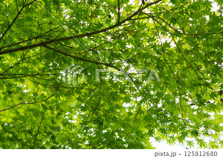 新緑のモミジ、爽やかな新緑 125812680