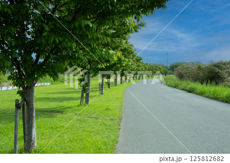 青空と緑の並木 青空と緑の並木 125812682