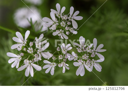 パクチーの花3 パクチーの花3 125812706