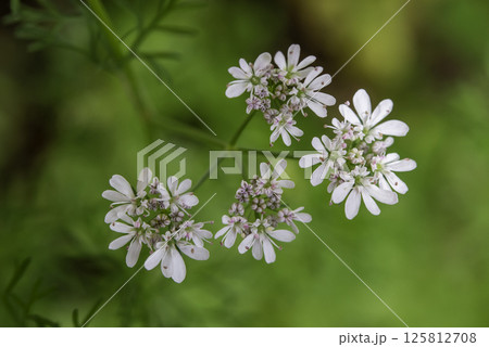 パクチーの花5 パクチーの花5 125812708