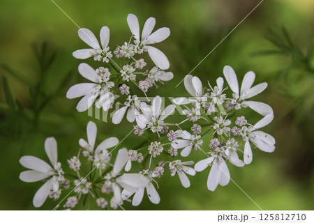 パクチーの花7 125812710