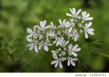 パクチーの花8 125812711