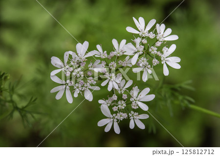 パクチーの花9 パクチーの花9 125812712