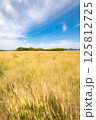 麦畑から眺める景色 125812725