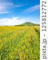 麦畑から眺める山の景色 125812772