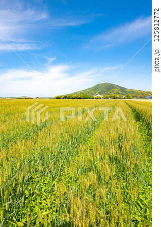 麦畑から眺める山の景色 125812772