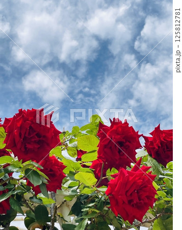 薔薇と空 125812781