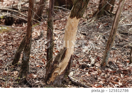 鹿の食害により樹皮を剥がされた木 鹿の食害により樹皮を剥がされた木 125812786