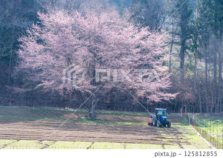 畑の一本桜 125812855