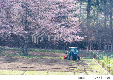 一本桜とトラクター 一本桜とトラクター 125812856