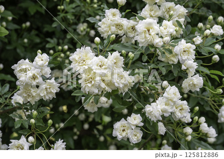 モッコウバラ八重白5 125812886