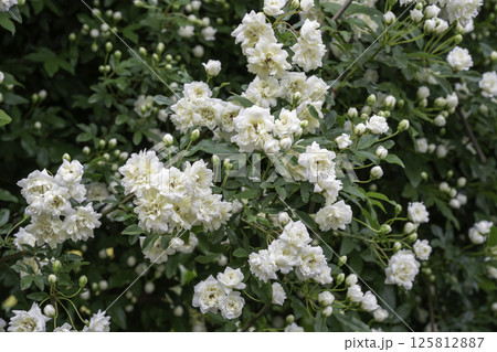 モッコウバラ八重白6 モッコウバラ八重白6 125812887