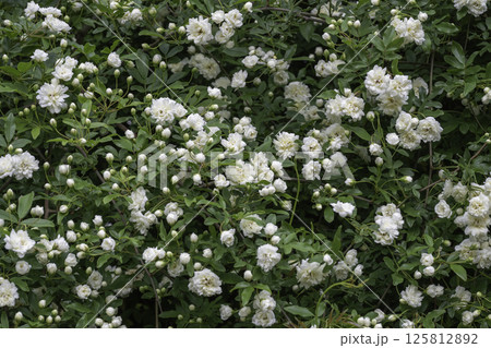 モッコウバラ八重白11 125812892