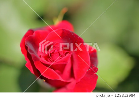 ローズオオサカ 125812984