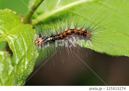全身に毒針毛を持つマイマイガの幼虫（自然環境下ストロボマクロ撮影） 125813274