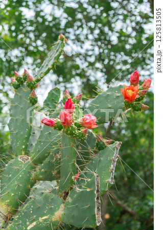 Cactus little pink flower on greenery outdoor background. Prickly pear cactus flowering blooms. Environment ecology gardening concept Cactus little pink flower on greenery outdoor background. Prickly pear cactus flowering blooms. Environment ecology gardening concept 125813505