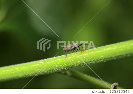 草の茎を移動する横から見たツマキヘリカメムシの成虫（自然光+ストロボマクロ撮影） 125813542