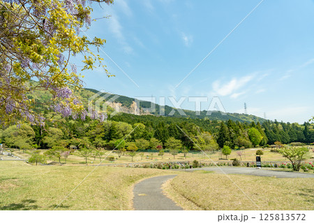 三重県いなべ市農業公園の初夏の藤棚と新緑のパークゴルフ場 125813572