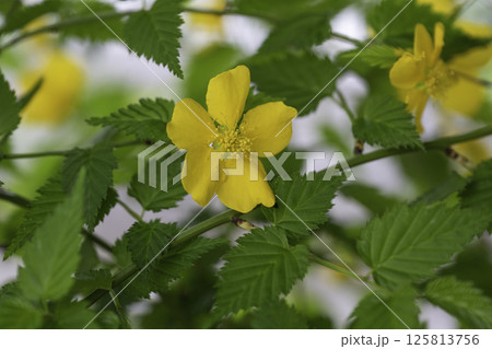 ヤマブキ3 ヤマブキ3 125813756