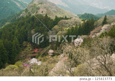 桜咲く山の春 125813773