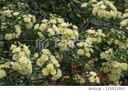 黄モッコウバラ12 125813942