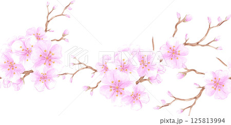 Hand drawn watercolor cherry blossom seamless border. Illustration of spring flowers isolated on white background. Can be used for textile, fabric, wrapping and other printed products. 125813994