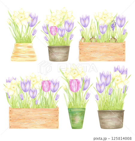 Hand drawn watercolor daffodil crocus and tulip with green leaves in a pots and boxes isolated on white background. Can be used for postcard, label, scrapbook and other printed products. Hand drawn watercolor daffodil crocus and tulip with green leaves in a pots and boxes isolated on white background. Can be used for postcard, label, scrapbook and other printed products. 125814008
