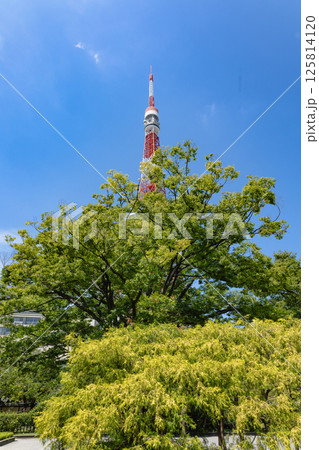東京タワー周辺 東京タワー周辺 125814120
