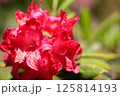 ロードデンドロン・アルボレウム　アザレア　紅炎 125814193