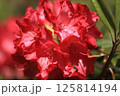 ロードデンドロン・アルボレウム　アザレア　紅炎 125814194