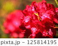 ロードデンドロン・アルボレウム　アザレア　紅炎 125814195
