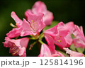 ロードデンドロン　レッドモナーク　シャクナゲ 125814196