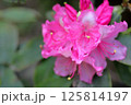 ロードデンドロン　レッドモナーク　シャクナゲ 125814197