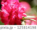 ロードデンドロン　レッドモナーク　シャクナゲ 125814198