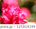 ロードデンドロン　レッドモナーク　シャクナゲ 125814199
