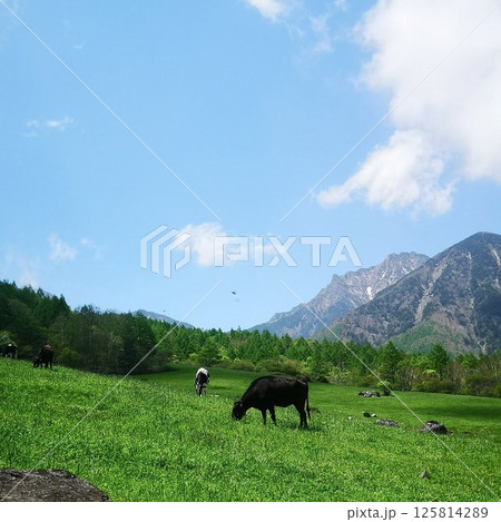 美し森山 登山 初夏 美し森山 登山 初夏 125814289