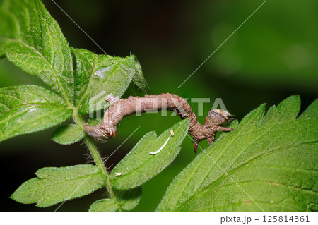 新緑の若葉とハスオビエダシャク蛾幼虫(自然環境下マクロ撮影) 新緑の若葉とハスオビエダシャク蛾幼虫(自然環境下マクロ撮影) 125814361