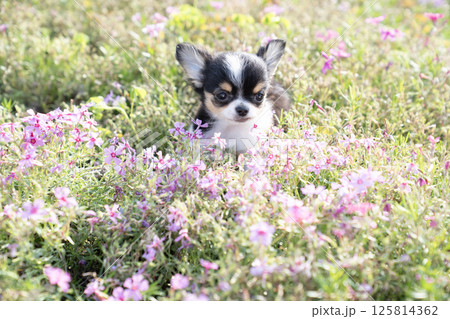 芝桜とチワワの仔犬 芝桜とチワワの仔犬 125814362