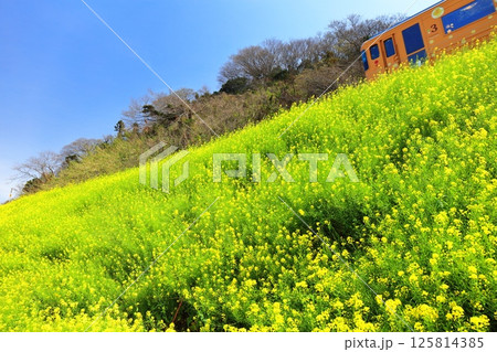 【愛媛県】快晴の閏住の菜の花畑と列車 125814385