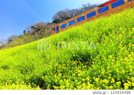 【愛媛県】快晴の閏住の菜の花畑と列車 【愛媛県】快晴の閏住の菜の花畑と列車 125814386