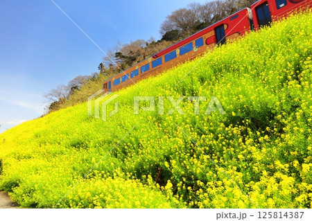 【愛媛県】快晴の閏住の菜の花畑と列車 【愛媛県】快晴の閏住の菜の花畑と列車 125814387