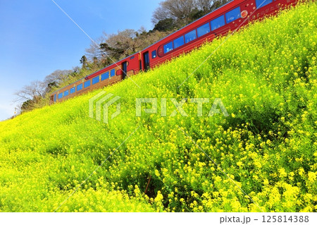 【愛媛県】快晴の閏住の菜の花畑と列車 【愛媛県】快晴の閏住の菜の花畑と列車 125814388