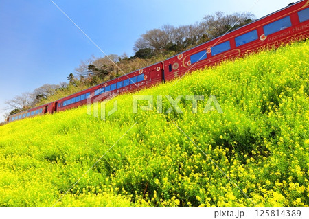 【愛媛県】快晴の閏住の菜の花畑と列車 【愛媛県】快晴の閏住の菜の花畑と列車 125814389